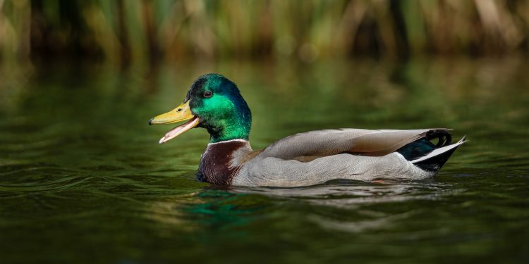 canard colvert
