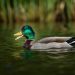 canard colvert