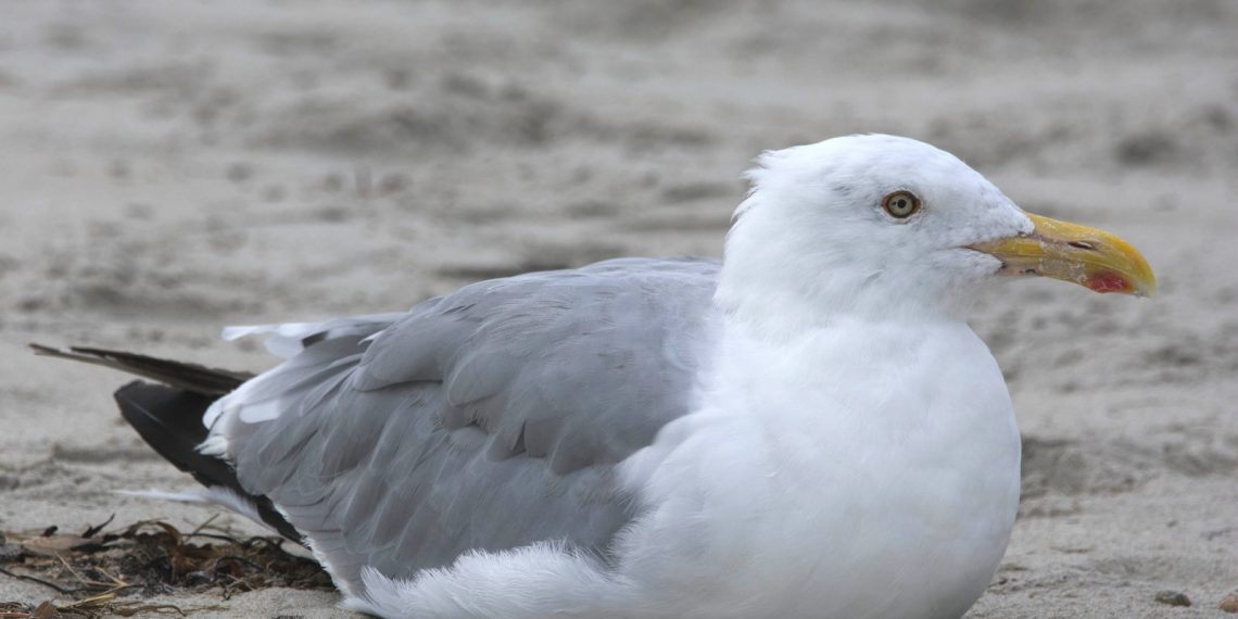 Le goéland argenté