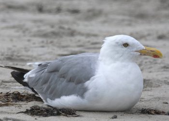 Le goéland argenté