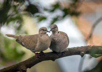 Des oiseaux vivants en couple