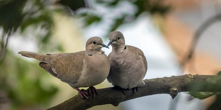 Des oiseaux vivants en couple