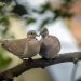 Des oiseaux vivants en couple