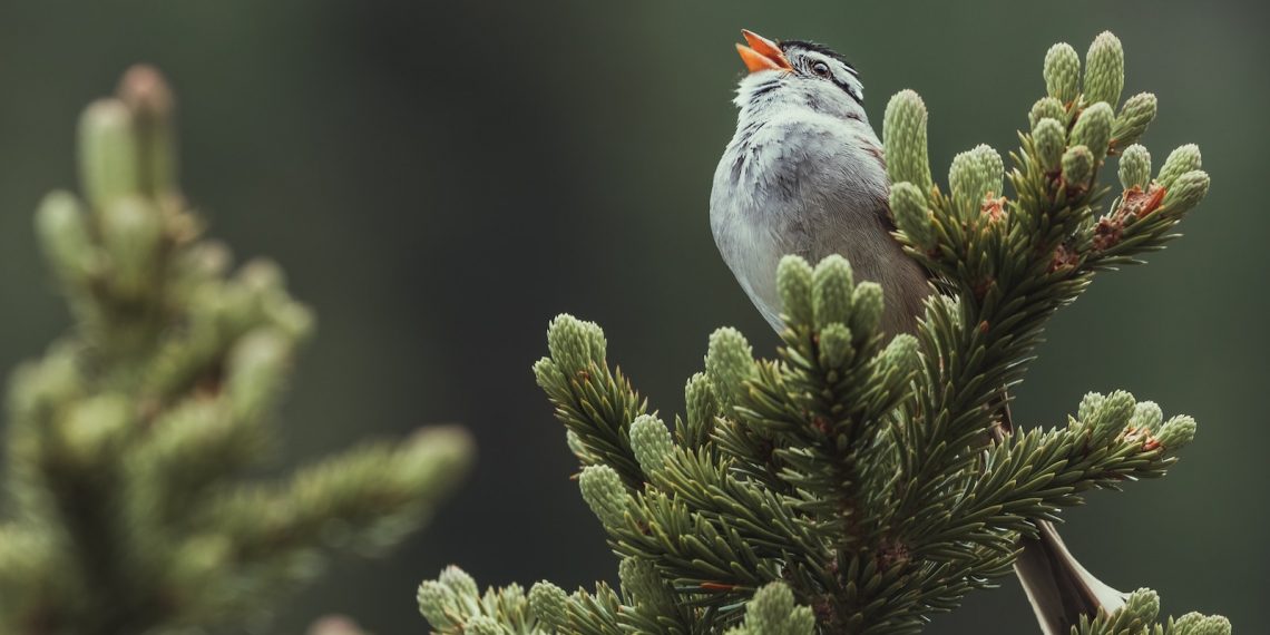 les chants d'oiseaux