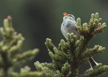 les chants d'oiseaux