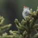 les chants d'oiseaux