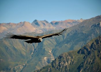 Le condor des Andes
