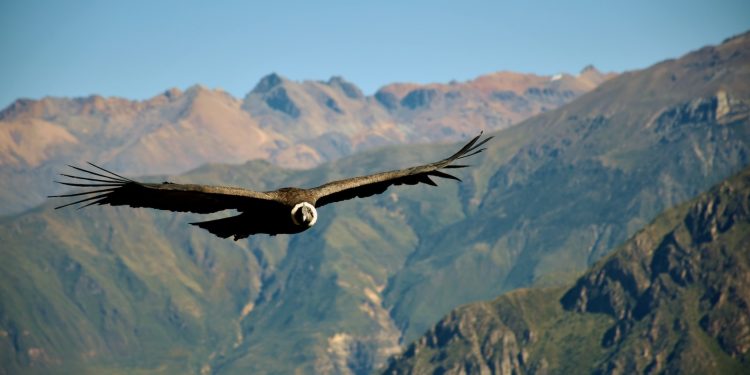 Le condor des Andes