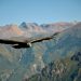 Le condor des Andes
