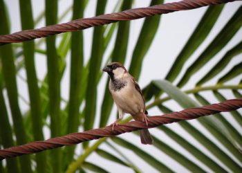 Le moineau domestique