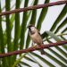 Le moineau domestique