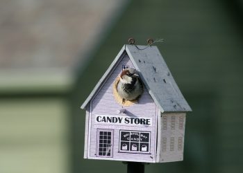Construire Maisons d'Oiseaux