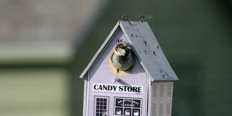Construire Maisons d'Oiseaux