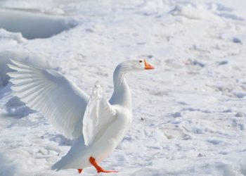 la vie arctique