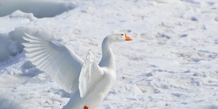 la vie arctique