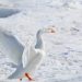 la vie arctique