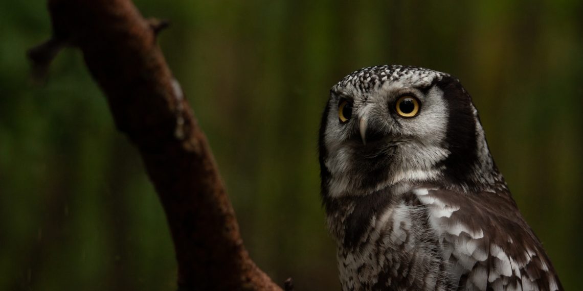 les oiseaux nocturnes