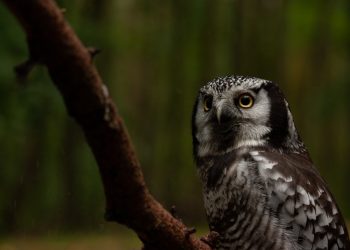 les oiseaux nocturnes