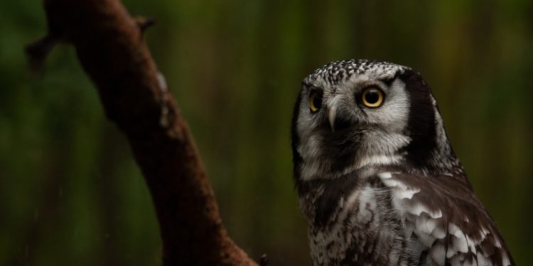 les oiseaux nocturnes