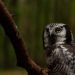 les oiseaux nocturnes