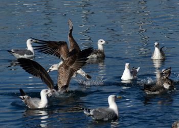oiseaux de mer