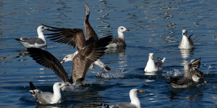 oiseaux de mer