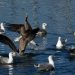oiseaux de mer