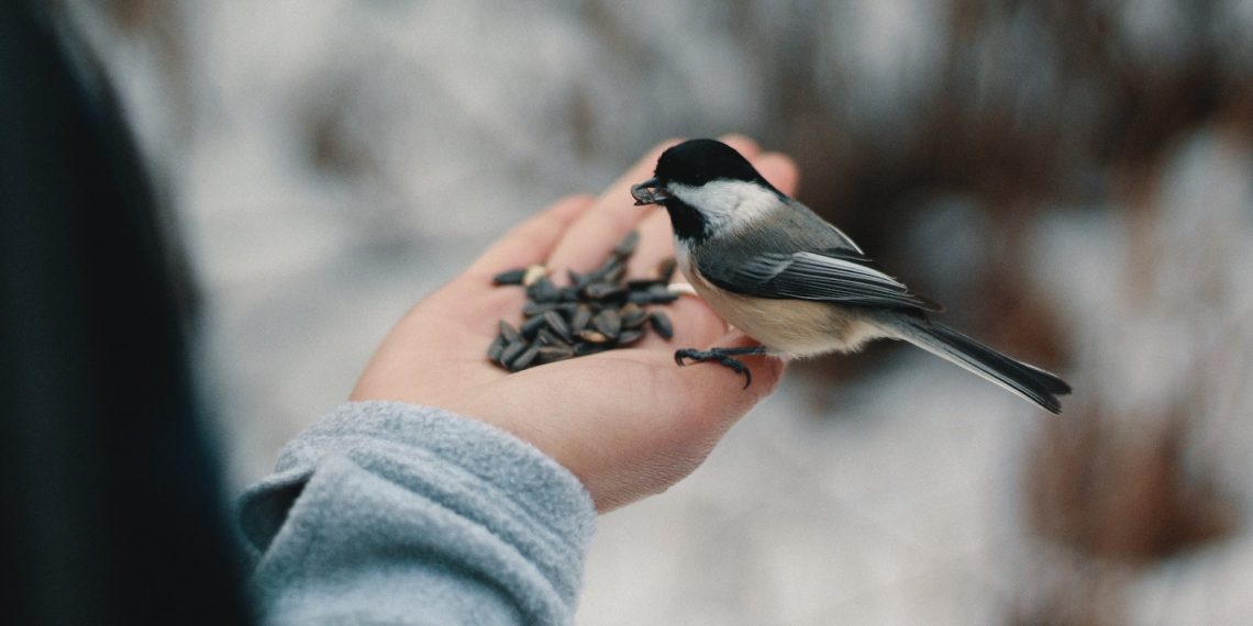 nourrir les oiseaux