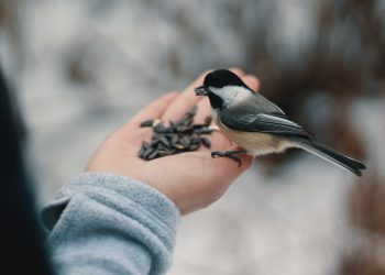 nourrir les oiseaux