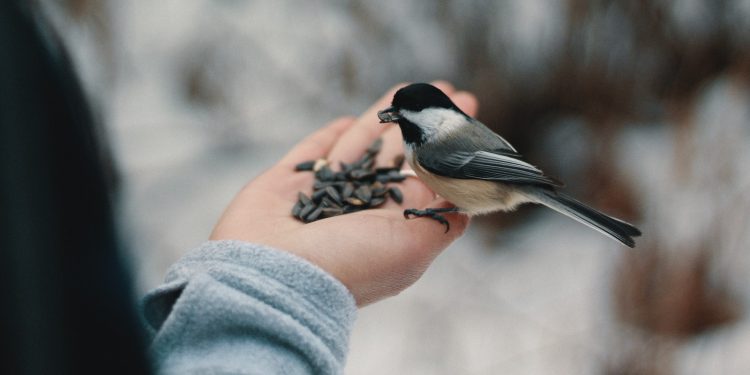 nourrir les oiseaux