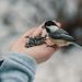 nourrir les oiseaux