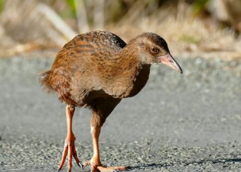 les oiseaux qui ne volent pas