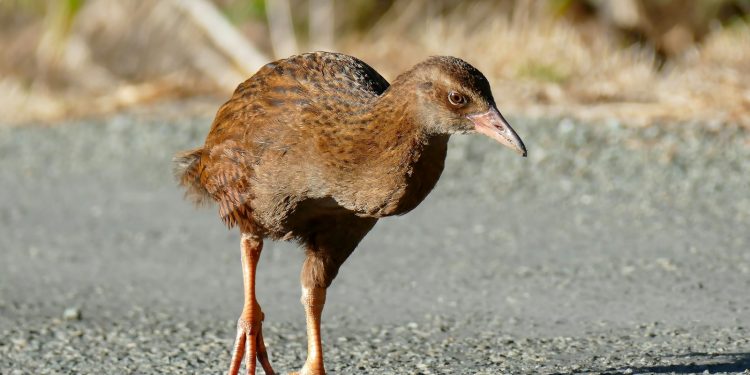 les oiseaux qui ne volent pas