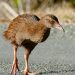 les oiseaux qui ne volent pas