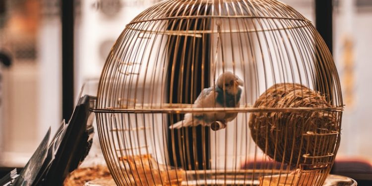 oiseaux peuvent vivre dans un appartement