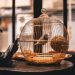 oiseaux peuvent vivre dans un appartement