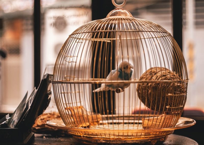 oiseaux peuvent vivre dans un appartement