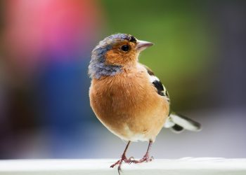 Le rÃ´le culturel et symbolique des oiseaux