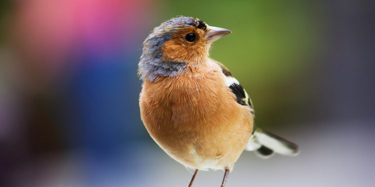 Le rÃ´le culturel et symbolique des oiseaux
