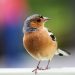 Le rÃ´le culturel et symbolique des oiseaux