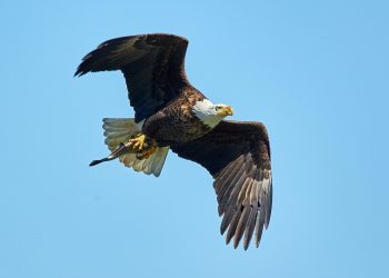 régime alimentaire des oiseaux rapaces