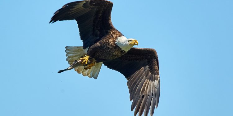 régime alimentaire des oiseaux rapaces
