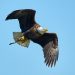 régime alimentaire des oiseaux rapaces