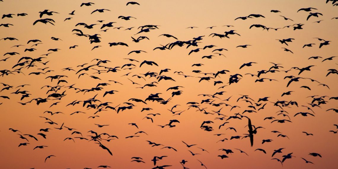 oiseaux ne migrent pas