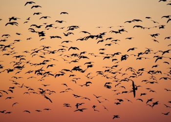 oiseaux ne migrent pas