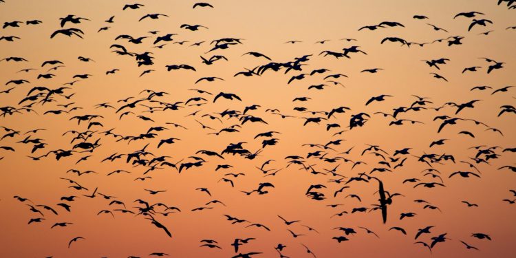 oiseaux ne migrent pas