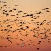 oiseaux ne migrent pas