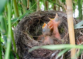 Comment les oiseaux se reproduisent-ils