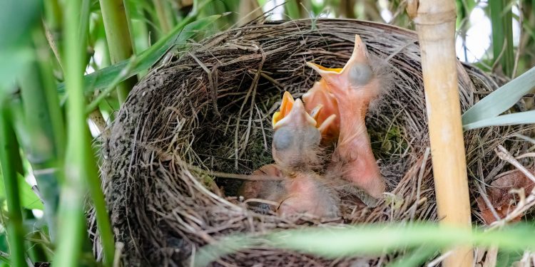 Comment les oiseaux se reproduisent-ils