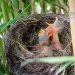 Comment les oiseaux se reproduisent-ils